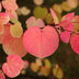 GreenboutiQ - Garden Plant - Cercidiphyllum japonicum - Green 3 Plants - Deciduous - Low Maintenance - Pot 12cm Height 35cm Bild 4