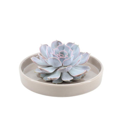 ROOTLESS Echeveria Lilacina Schale 'taupe' Ø20cm - Deko Sukkulente