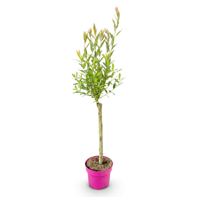 Salix Flamingo - Ø17cm - ↕70-80cm