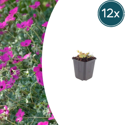 12x Blut-Storchschnabel 'Max Frei' - Geranium sanguineum