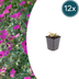 12x Blut-Storchschnabel 'Max Frei' - Geranium sanguineum Bild 1