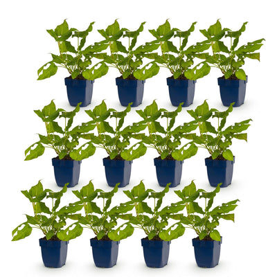 Green boutiQ - Perennial - Persicaria amplexicaulis - Knotweed - Bee and Butterfly Attractor - Red - 12 Plants - Pot 11cm - Height 15-25cm