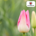 Tulpenbollen Dynasty – 20 Stuks | KH Bloembollen® | Roze Tulp – Elegant & Vol – Voor Tuin of Pot – Maat 11/12 – Vers van de Teler Bild 5