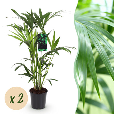 Green boutiQ - Zimmerpflanze - Howea Forsteriana - Kentia Palme - Wenig Pflege - Grün - 2 Pflanzen - Topf 19cm - Höhe 80-85cm