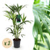 Green boutiQ - Zimmerpflanze - Howea Forsteriana - Kentia Palme - Wenig Pflege - Grün - 2 Pflanzen - Topf 19cm - Höhe 80-85cm Bild 1