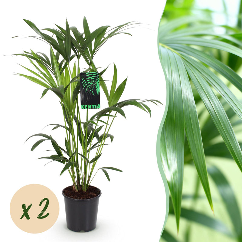 Green boutiQ - Zimmerpflanze - Howea Forsteriana - Kentia Palme - Wenig Pflege - Grün - 2 Pflanzen - Topf 19cm - Höhe 80-85cm
