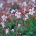 48x Geranium macr. 'Spessart' - Bodendecker, 10-25cm Bild 6