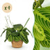 Maranta Fascinator Lemon Lime – Pet-Friendly Houseplant in a Basket (Set of 4) Bild 1