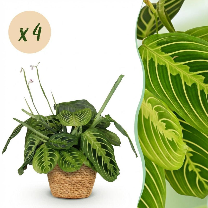 Maranta Fascinator Lemon Lime – Pet-Friendly Houseplant in a Basket (Set of 4)