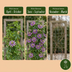 2x Passiflora Lavender Lady Lila, Kletterpflanze Ø9cm Bild 5