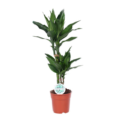 Dracaena Janet Lind - Drachenbaum, 70cm, Topf Ø17cm