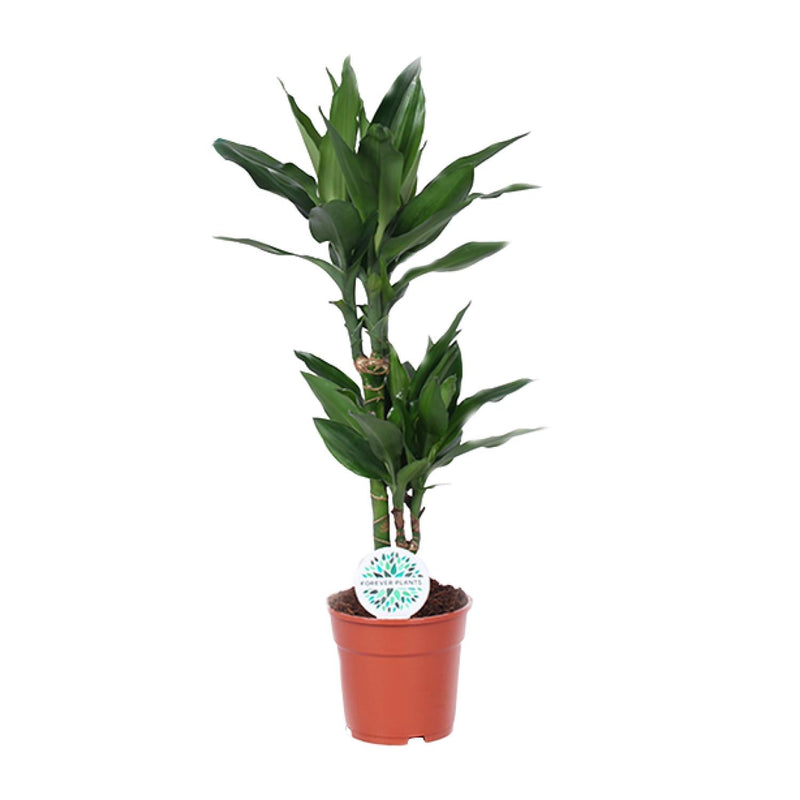 Dracaena Janet Lind - Dragon Tree, 70cm, Pot Ø17cm