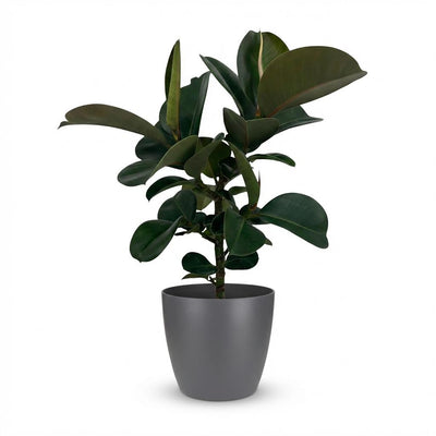 Green boutiQ Gummibaum Ficus Elastica Cloe - Grün, Topf 19cm, H 65cm