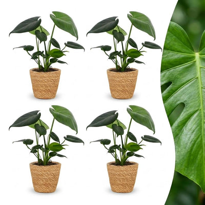 Green boutiQ - Monstera Deliciosa - Fensterblatt - 4 Pflanzen - mit Korb - Topf 12cm - Höhe 30cm