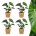 Green boutiQ - Monstera Deliciosa - Fensterblatt - 4 Pflanzen - mit Korb - Topf 12cm - Höhe 30cm Bild 1