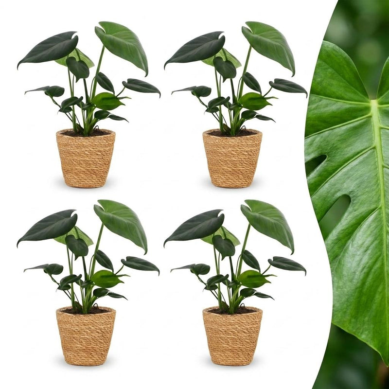 Green boutiQ - Monstera Deliciosa - Fensterblatt - 4 Pflanzen - mit Korb - Topf 12cm - Höhe 30cm