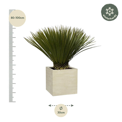 Yucca Rostrata - 70cm, Ø30
