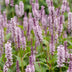 Green boutiQ - Perennial - Persicaria ampl. Rosea - Knotweed - Shade - Pink - 3 Plants - Pot 11cm - Height 15-25cm Bild 4