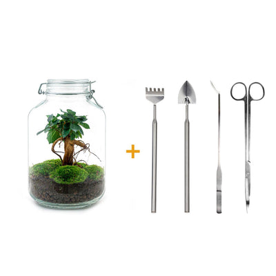Flaschengarten Ficus Ginseng Bonsai DIY-Set mit Werkzeug, 28cm Höhe
