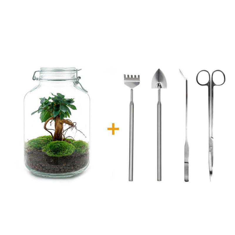 Flaschengarten Ficus Ginseng Bonsai DIY-Set mit Werkzeug, 28cm Höhe