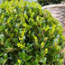 2x Ilex crenata 'Jenny' Kugel XL | 25 cm Ø - Buchsbaum-Alternative Bild 4