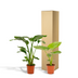 Tropical Plant Set: Strelitzia Nicolai & Alocasia Macrorrhiza Bild 6
