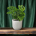 Monstera Monkey Leaf (Lochpflanze) - Ø12cm - Topfgröße Bild 3