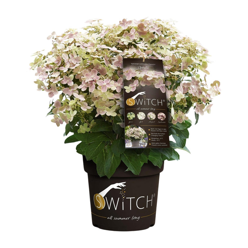 Hydrangea pan. '(S)witch Ophelia' Ø19cm - 25cm