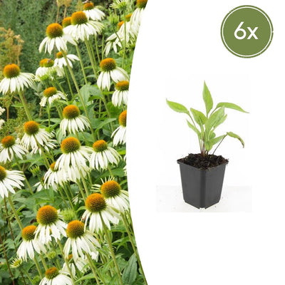 6x Echinacea 'White Swan' 10-25cm - Weißer Sonnenhut im 9cm Topf