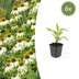 6x Echinacea 'White Swan' 10-25cm - Weißer Sonnenhut im 9cm Topf Bild 1