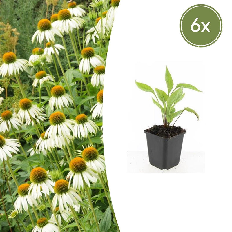 6x Echinacea 'White Swan' 10-25cm - Weißer Sonnenhut im 9cm Topf