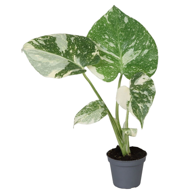 Monstera Thai Constellation, Grün-Weiß, Tropisch, Ø6cm, ↕14cm