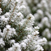 2x Picea glauca Conica - Zuckerhutfichte - Grün - Weiß - Weihnachtsbaum - inkl. Korb - Ø17cm - ↕65cm Bild 4