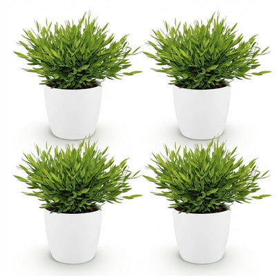 Green boutiQ Bamusa Pogonatherum Monica - Bambusgras, 4 Pflanzen