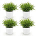 Green boutiQ Bamusa Pogonatherum Monica - Bambusgras, 4 Pflanzen Bild 2
