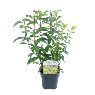 Forsythia 'Goldrauch' Strauch: Gelbe Blüte, pflegeleicht, 45cm