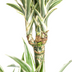 Dracaena Deremensis White Stripe Korb Ø24cm, 130-150cm Bild 4
