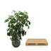 Schefflera Amate XL (220 cm, Ø45) - Tropische Strahlenaralie Bild 5