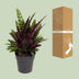 Calathea Lancifolia (Rattlesnake Plant) - Ø27cm - ↕70cm Bild 4