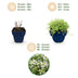Green boutiQ - Perennials - Thymus praecox Albiflorus - White Creeping Thyme - Fragrant - White - 6 Plants - Pot 11cm - Height 15-25cm Bild 4