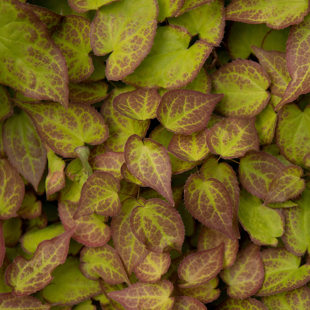 12x Epimedium perralc. 'Frohnleiten' – wintergrüner Bodendecker