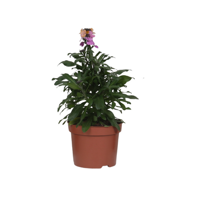 Erysimum 'Purple Glow' – Colorful, Fragrant Perennial for Sunny Locations