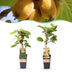 Green boutiQ - Obstpflanze - Actinidia Weiki & Golden Kiwi - Kiwipflanze - 1 Männlich - 1 Weiblich - Pflanzen - Gelb - Topf 15cm - Höhe 50cm Bild 1