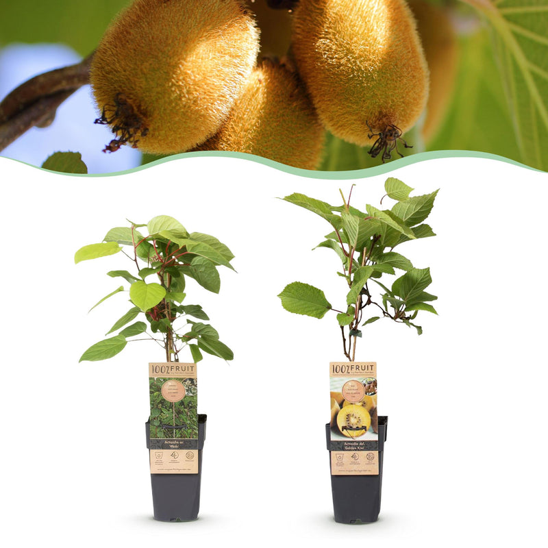 Green boutiQ - Obstpflanze - Actinidia Weiki & Golden Kiwi - Kiwipflanze - 1 Männlich - 1 Weiblich - Pflanzen - Gelb - Topf 15cm - Höhe 50cm