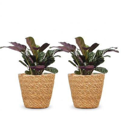 Green boutiQ - Ctenanthe Burle Marxii - Herringbone Prayer Plant - 2 Plants - with Basket - Pot 12cm - Height - 30cm