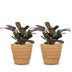 Green boutiQ - Ctenanthe Burle Marxii - Fischgräten-Gebetspflanze - 2 Pflanzen - mit Korb - Topf 12cm - Höhe - 30cm Bild 2
