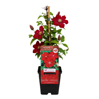 3x Clematis 'Rouge Cardinal' – P9 Topf – Rot blühende Kletterpflanze