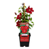 3x Clematis 'Rouge Cardinal' – P9 Topf – Rot blühende Kletterpflanze Bild 2