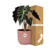 Alocasia 'Polly' im ELHO Vibes Fold Topf, 14cm, Rosa Bild 4