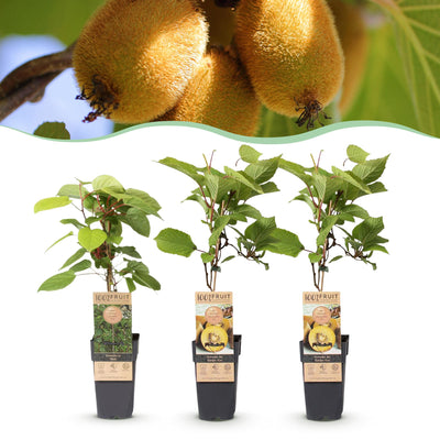 Green boutiQ - Obstpflanze - Actinidia Weiki & Golden Kiwi - Kiwi-Pflanze - 1 Männlich - 2 Weiblich - Pflanzen - Gelb - Topf 15cm - Höhe 50cm